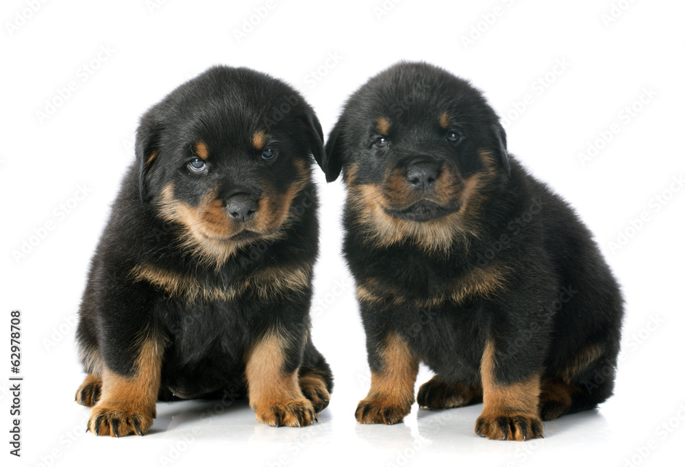 Fototapeta premium puppies rottweiler
