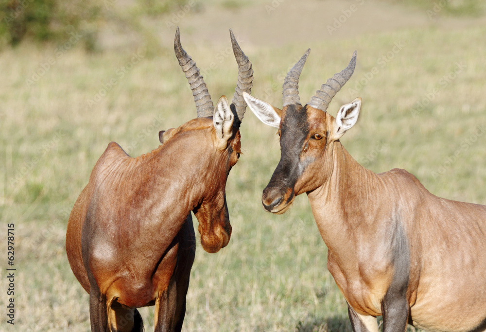Closeview of two beautiful Topi antelopes in savannah Closeview of two beautiful Topi antelopes in savannah