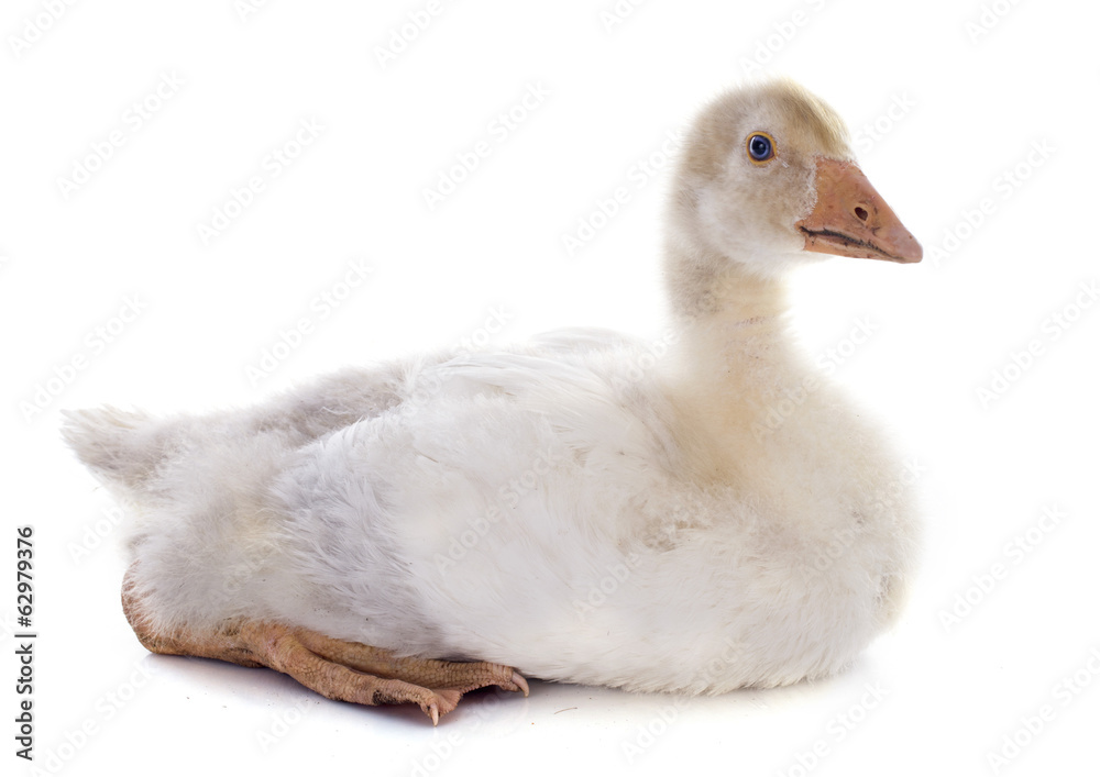 gosling gosling