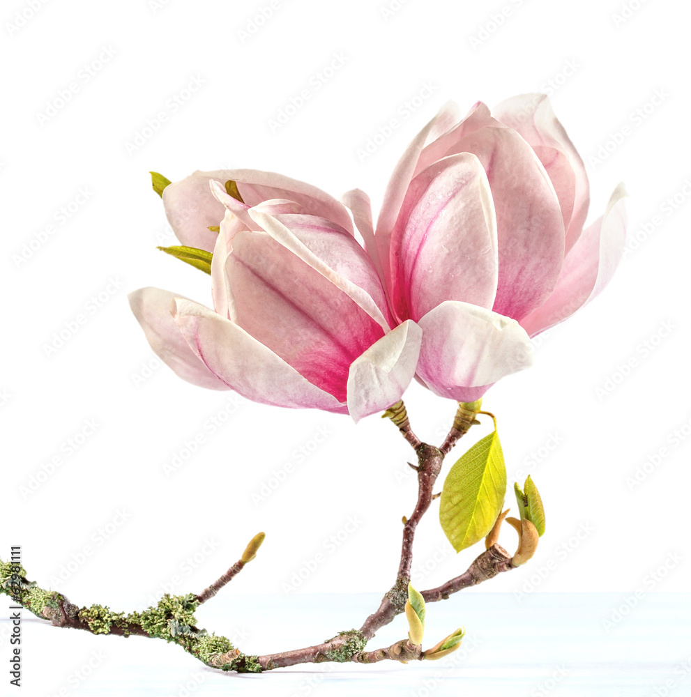 Fototapeta premium Flowering branch of Magnolia.