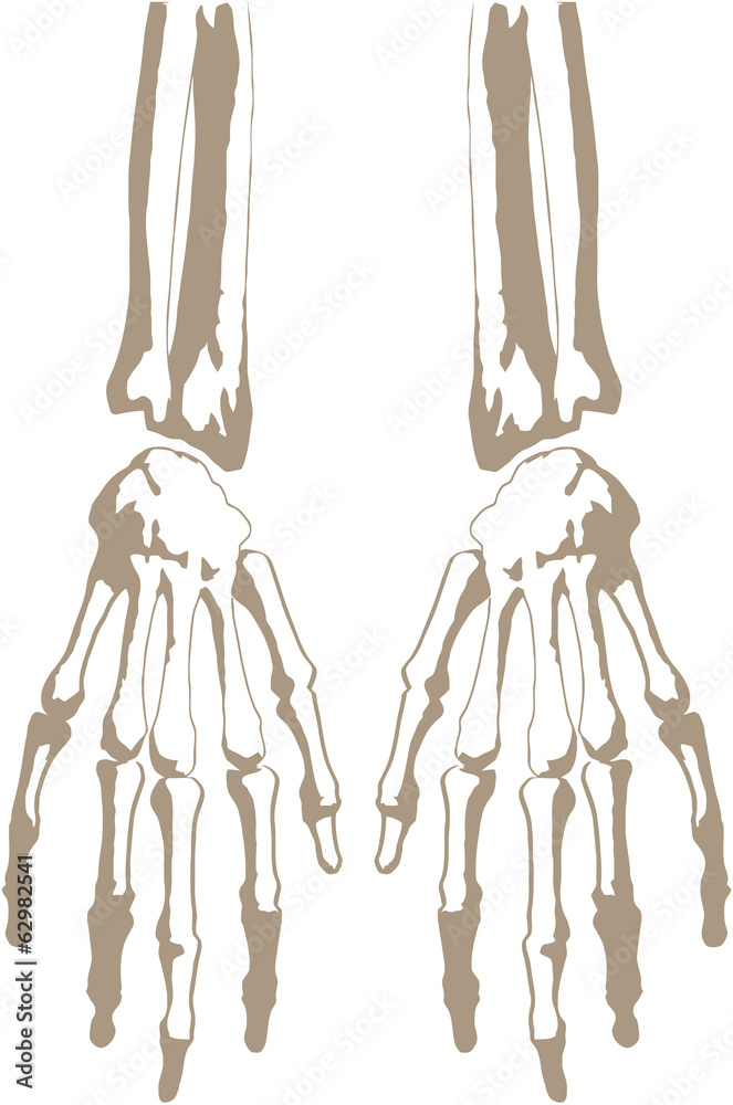 scheletro di mani