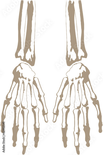 scheletro di mani