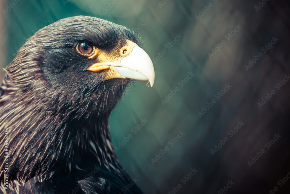 Fototapeta premium Eagle close up