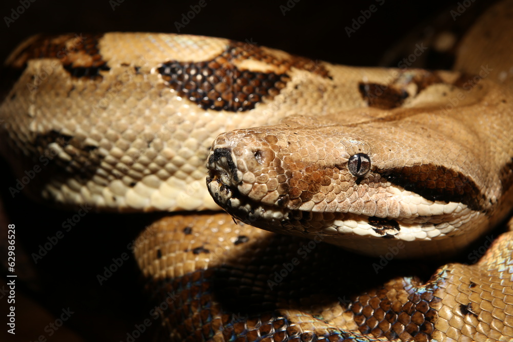 Boa constrictor Boa constrictor