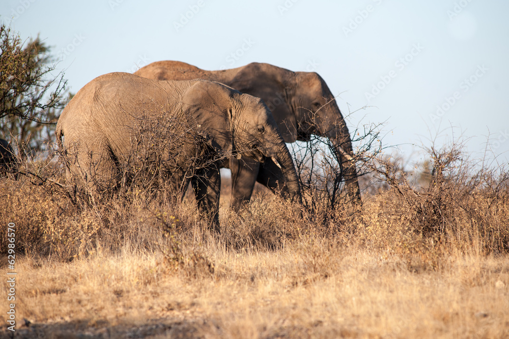 Obraz premium elephant