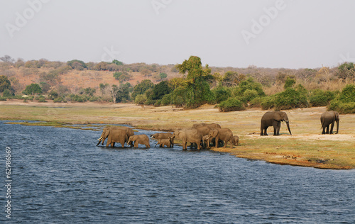 Photography Elephants family in Chobe riverfront, Botswana