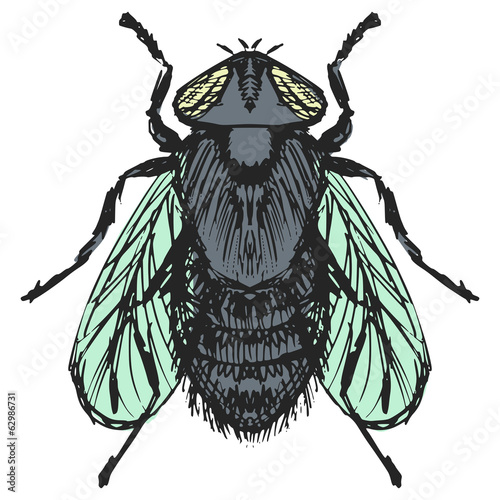ordinary fly
