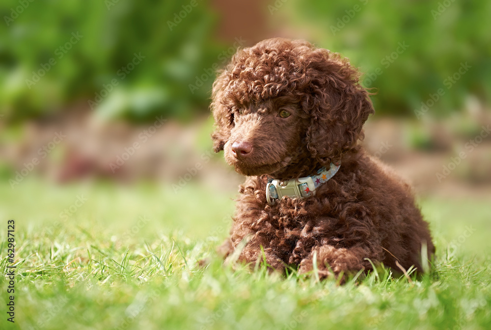Fototapeta premium Miniature Poodle Puppy
