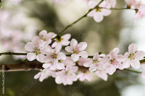 Spring flower