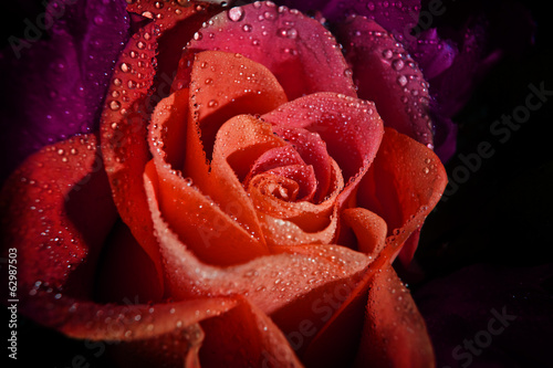 Fototapeta Naklejka Na Ścianę i Meble -  red rose with rain drops