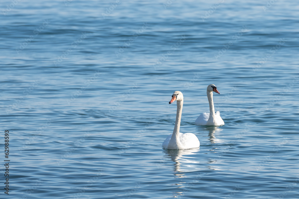swan swan