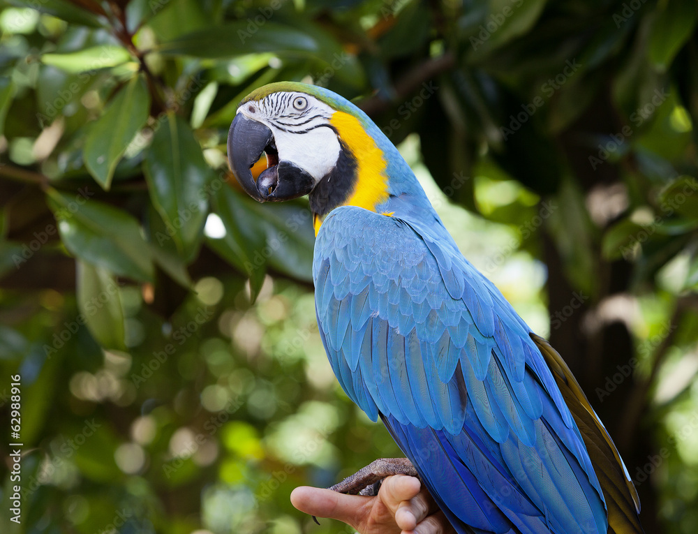 Fototapeta premium Macaw