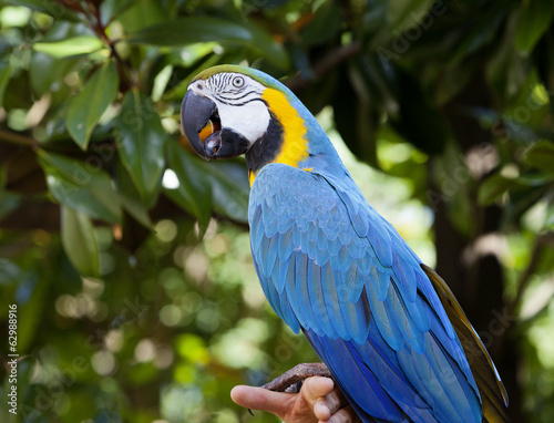 Macaw