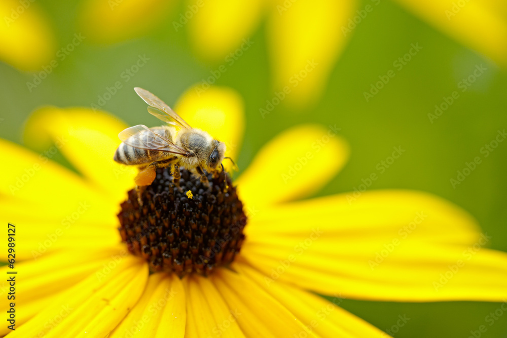 Honeybee on yellow flower - obrazy, fototapety, plakaty 