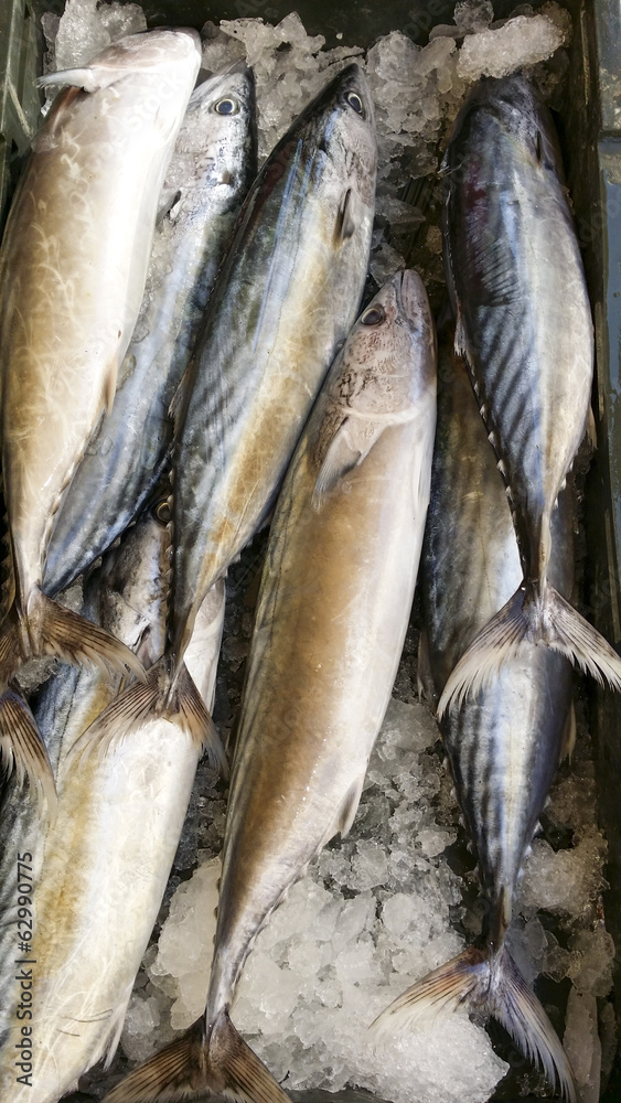 Obraz premium Fresh mackerel fish on sunny Mediterranean market stall-close up