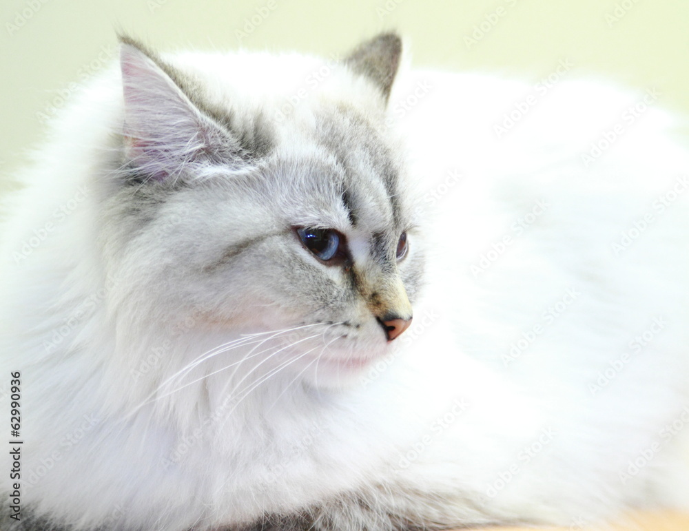 neva masquerade cat, female of siberian breed