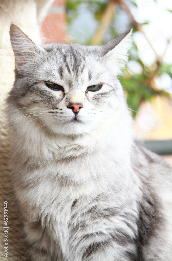 silver cat of siberian breed at the scratching post