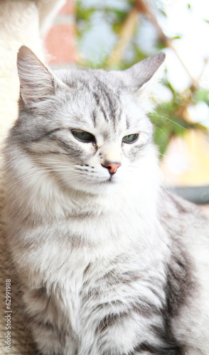 silver cat of siberian breed at the scratching post