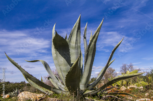 Fototapeta Naklejka Na Ścianę i Meble -  Close view of an agave americana plant on the nature.