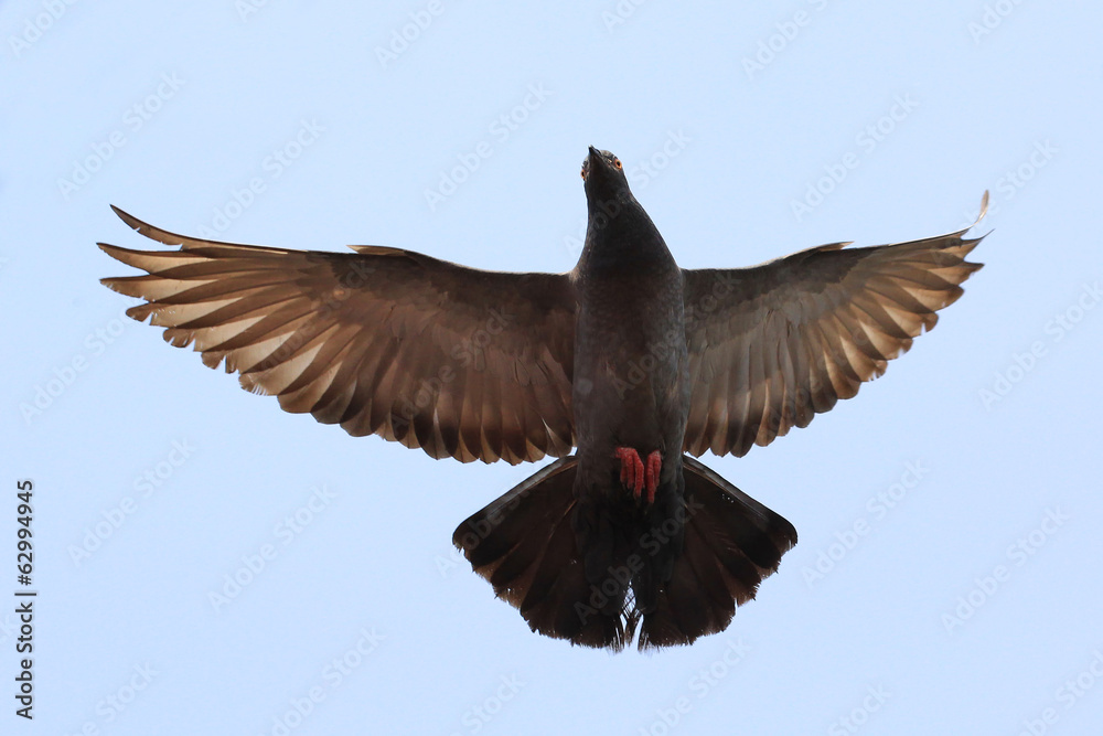 Obraz premium flying pigeon