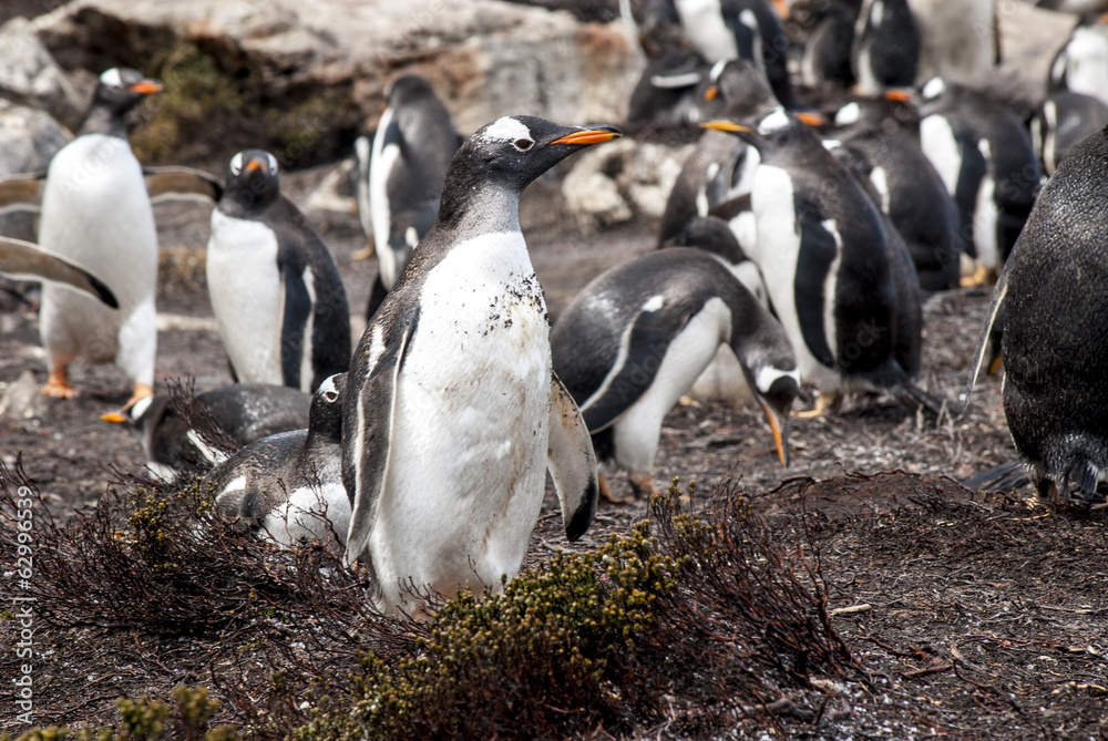 Fototapeta premium Falkland Islands - Gentoo Penguin