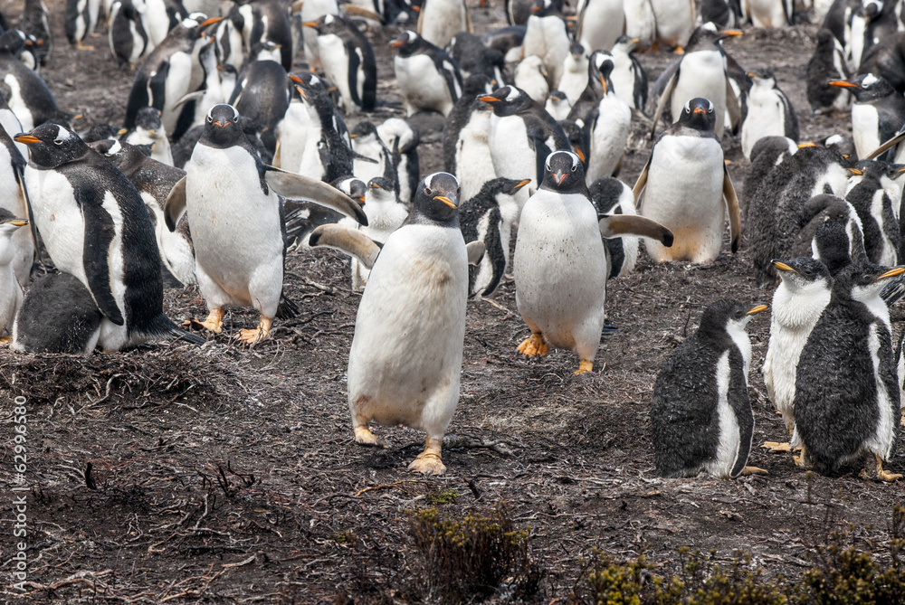 Obraz premium Gentoo Penguin - If I catch you ...