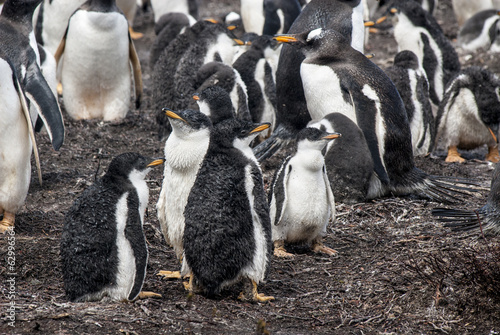 Falkland Islands - Gentoo Penguins chicks after rain