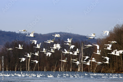Tundra Swans Flying From Lake #62997311