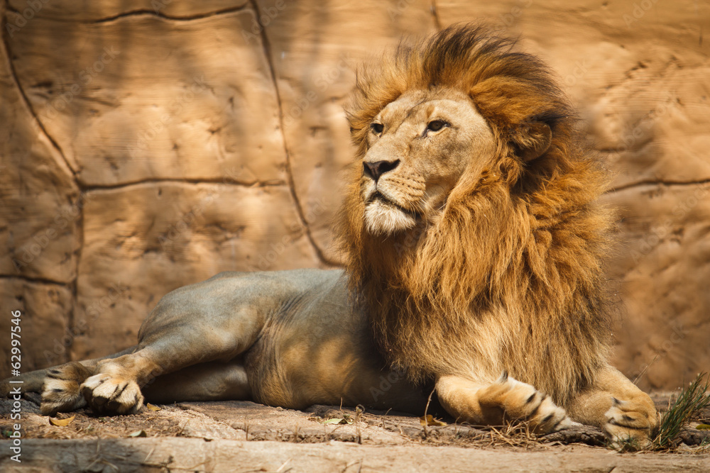 Naklejka premium lion