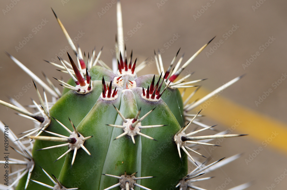 Cactus dans le jardin botanique du Carbet Cactus dans le jardin botanique du Carbet