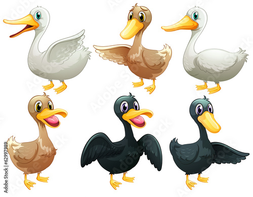 Fotografia, Obraz Ducks and geese