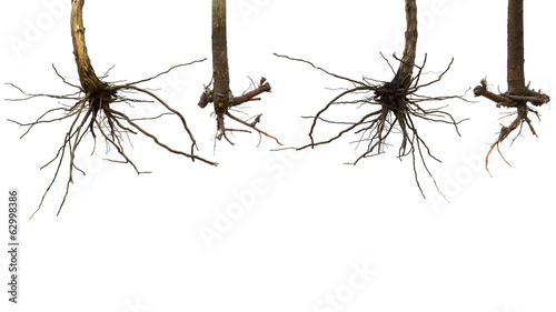 dry root tree isolated on white