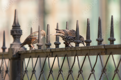 two starling