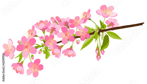 kirschbaum, kirsche, blüte, cherry blossom, bloom, branch, tree