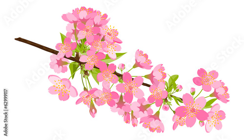 kirschbaum, kirsche, blüte, cherry blossom, bloom, branch, tree