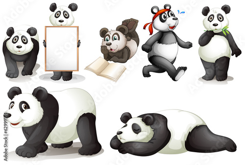 Seven pandas