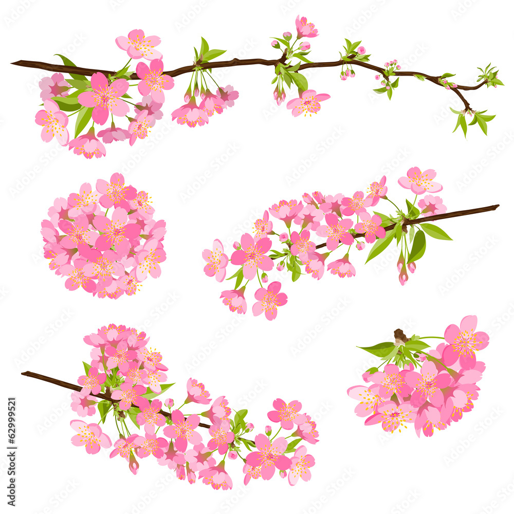 Kirsche, Blüte, Set, Gruppe, Cherry Blossom, Bloom, Branch, EPS