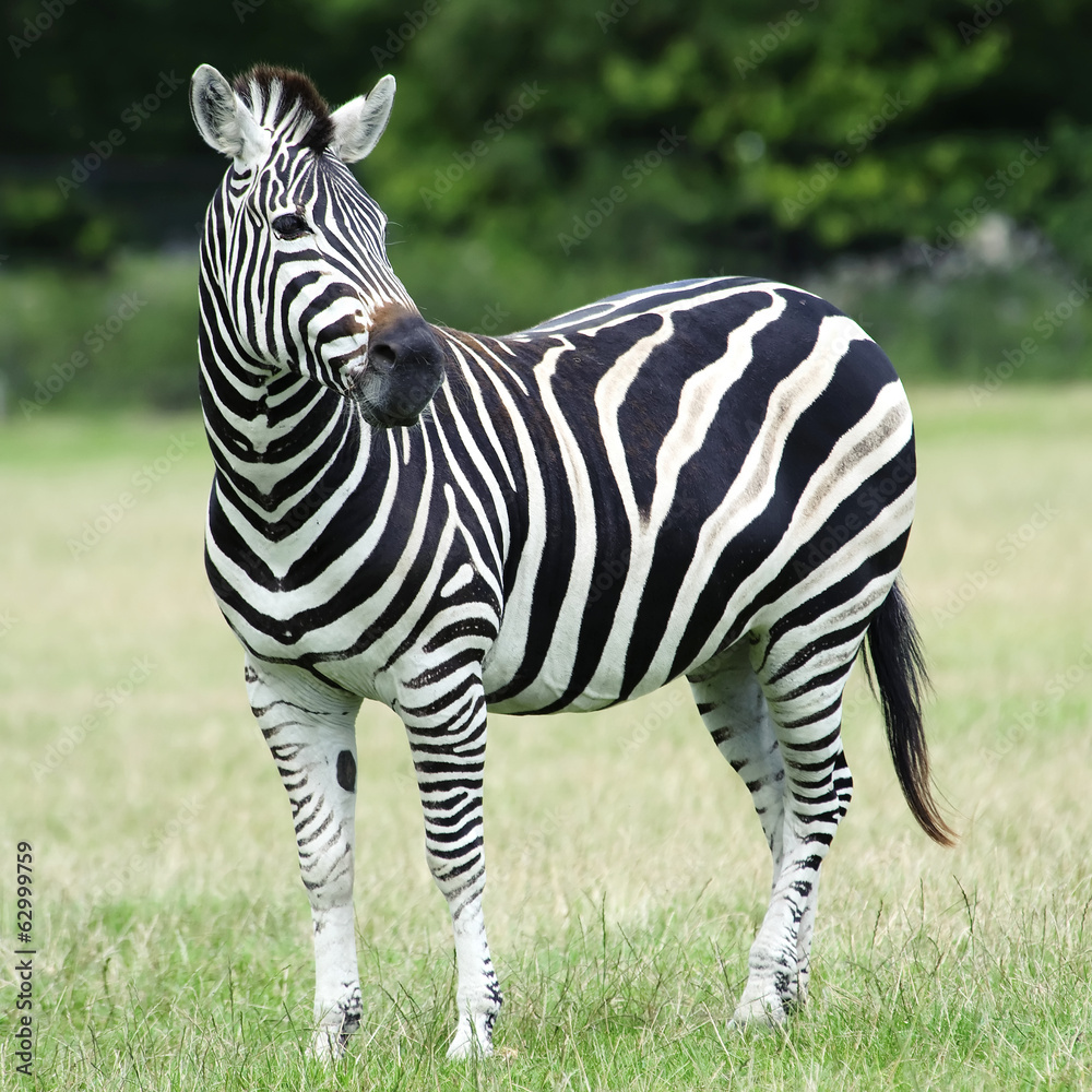 Fototapeta premium Plains Zebra (Equus burchelli chapmani)