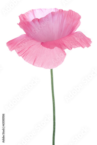 Fototapeta Naklejka Na Ścianę i Meble -  poppy