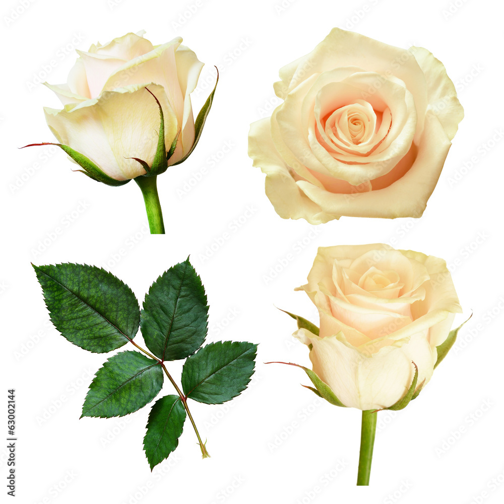 Fototapeta premium Zestaw białych kwiatów róży