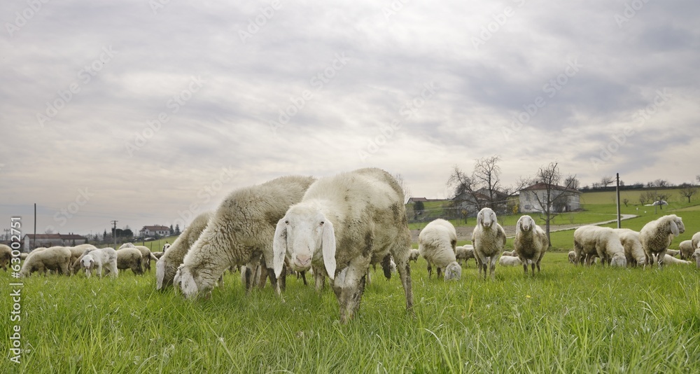 Obraz premium flock of sheep in a meadow