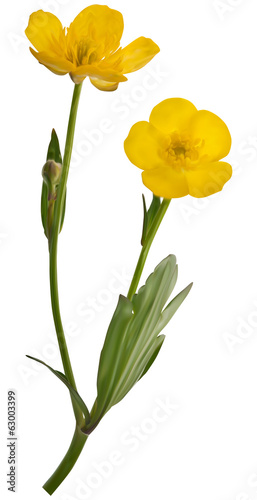 Fototapeta Naklejka Na Ścianę i Meble -  yellow buttercup flowers illustration