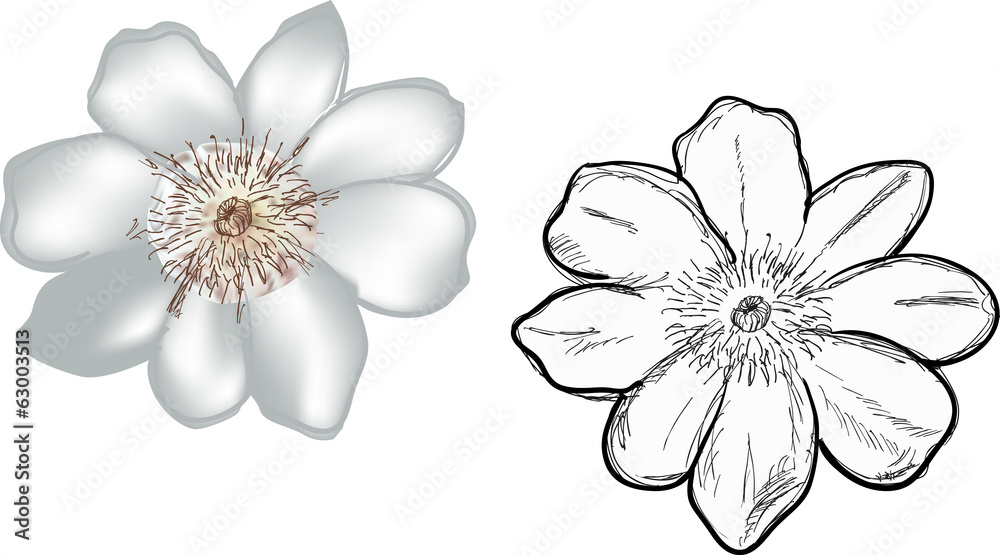 two white small isolated blooms