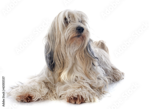Tibetan terrier