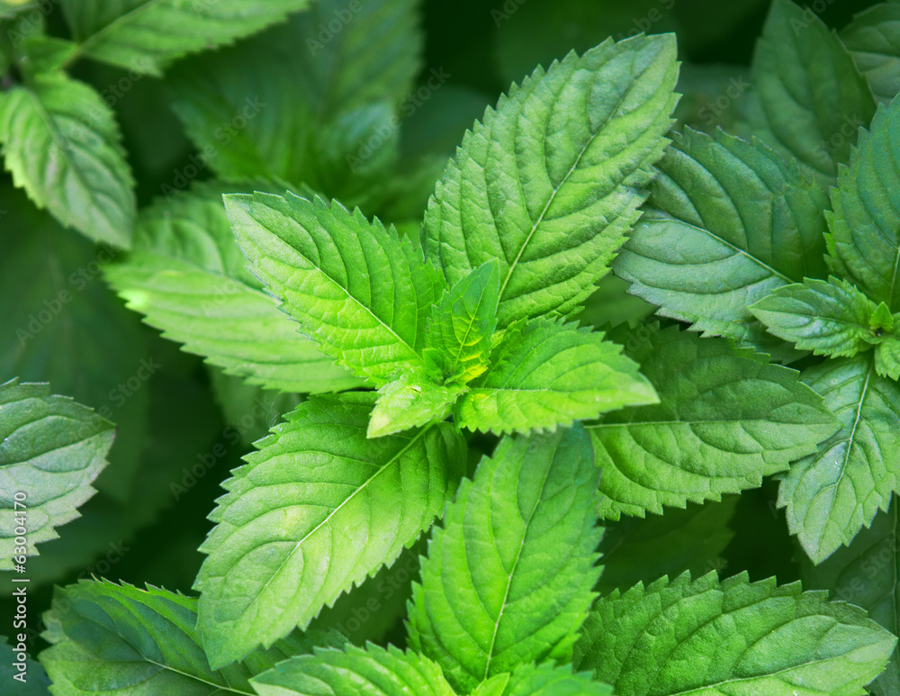 mint mint