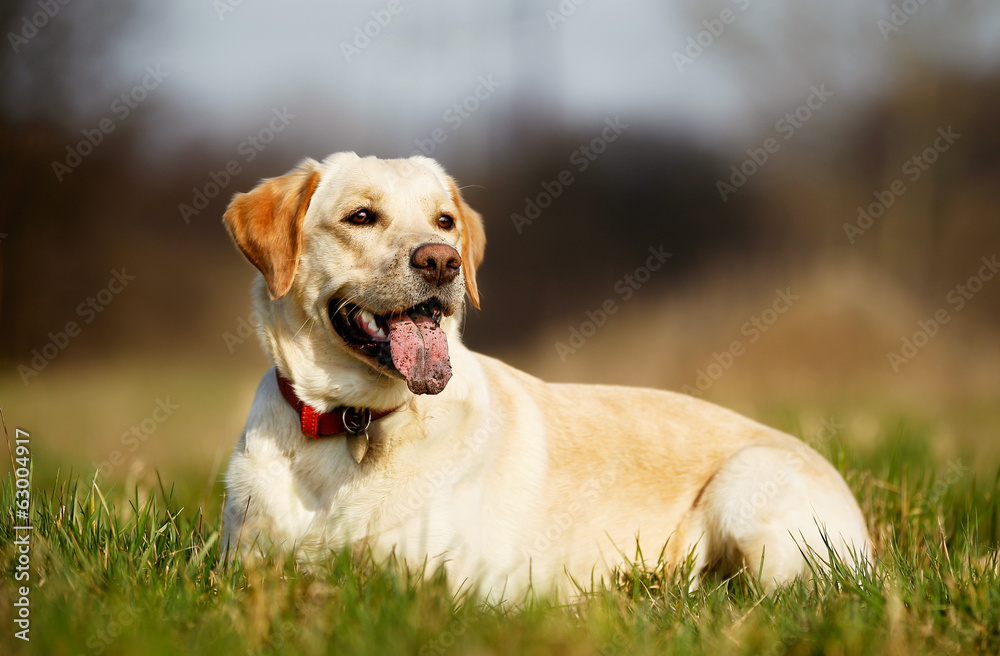 Pedigree dog on grass
