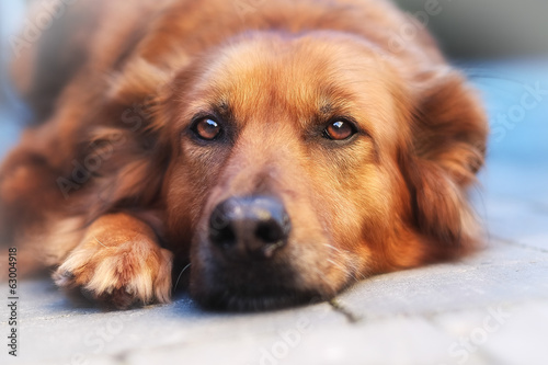 Obraz na płótnie Close-up of mixed-breed  dog