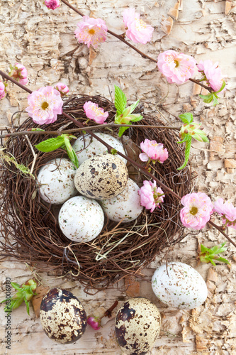 Kleines Osternest mit Wachteleiern photo