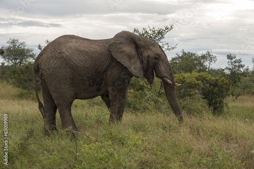 big elephant in kruger park