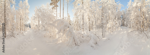 Winter wood road.